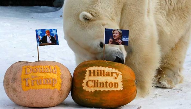 Félix, oso polar Siberia elecciones