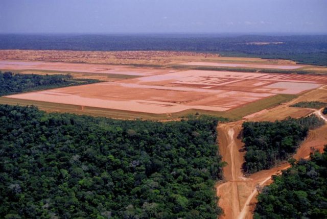 La deforestación en el Amazonas ha aumentado considerablemente en los últimos años