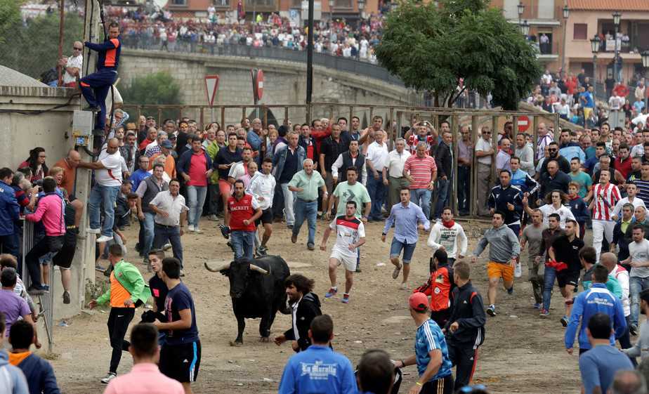Revellers run in front of a bull, named "Pelado" during the Toro de la Pena, formerly known as Toro de la Vega (Bull of the Plain) festival, in Tordesillas, Spain, September 13, 2016. REUTERS/Andrea Comas - RTSNIDP