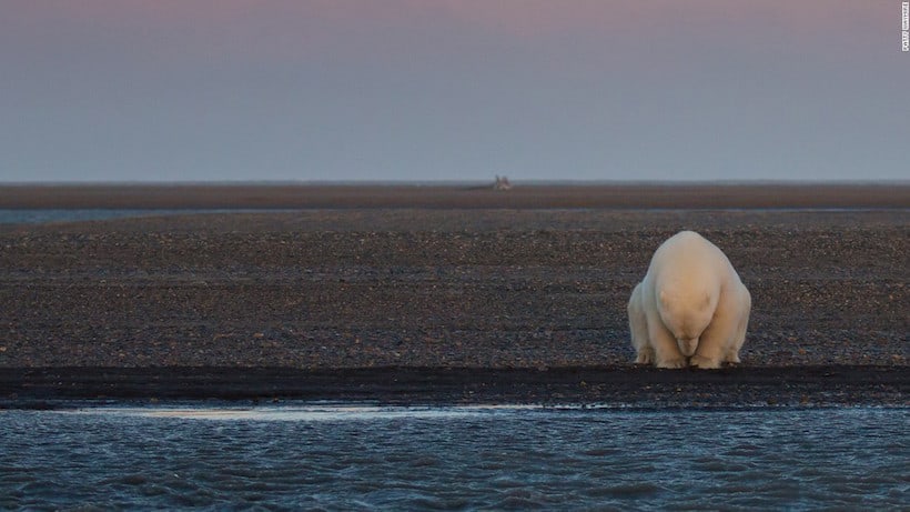 "No hay nieve, ni hielo? Un oso solitario sentado en uno de Barter Island, Alaska". (© Patty Waymire)