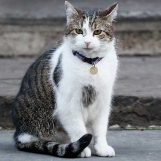 Larry el gato de Downing Street
