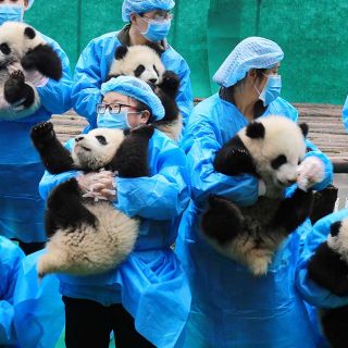 pandas gigantes