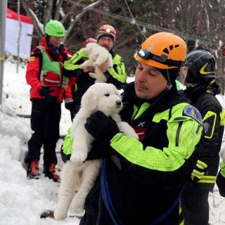 Cachorros rescatados en Italia