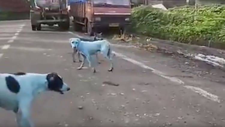 Perros azules - India