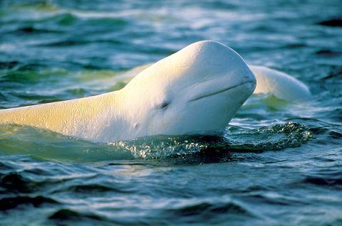 La ballena beluga, afectada por el cambio climático