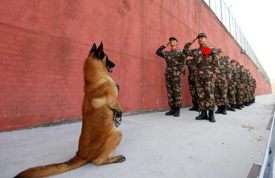 Un perro del ejército se pone de pie mientras los soldados que se retiran saludan a su puesto de guardia antes de retirarse en Suqian, provincia de Jiangsu, China el 28 de noviembre.