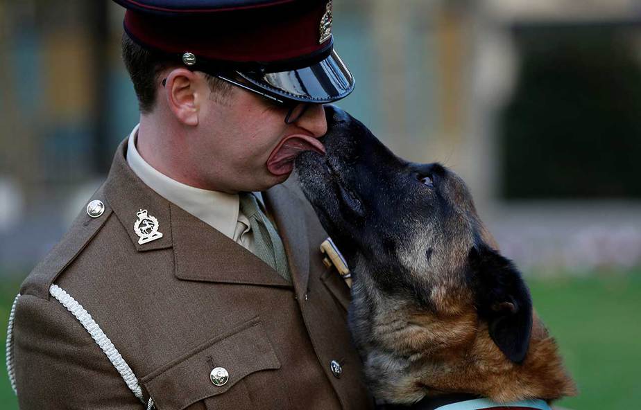Mali, un perro de la armada brit[anica, posa para una fotografía con su controlador, Cpl. Daniel Hatley, después de recibir por su acción heroica en Afganistán la Medalla PDSA Dickin, el equivalente animal de la Cruz de la Victoria, en Londres, Reino Unido, el 17 de noviembre de 2017.