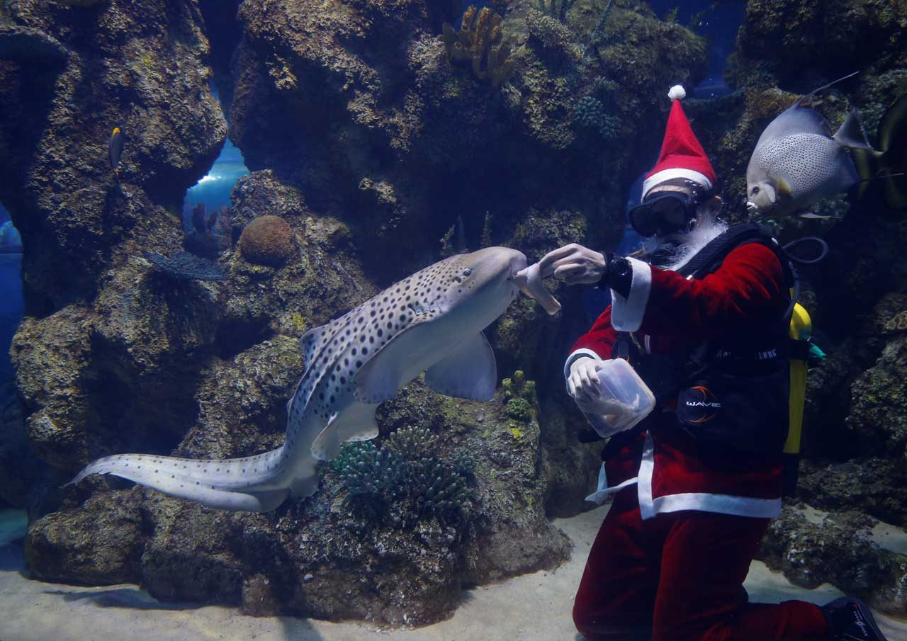 Un buzo vestido como Santa Claus alimenta peces dentro de una pecera en el Acuario Nacional de Malta. REUTERS