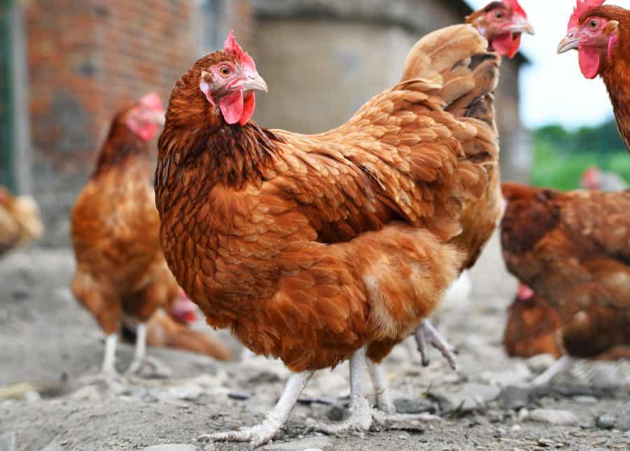 Gallinas enjauladas. Lidl ya no vende huevos de gallinas enjauladas en España