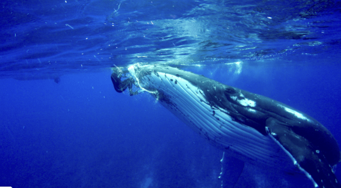 Una ballena protege a un buzo de un tiburón al asecho