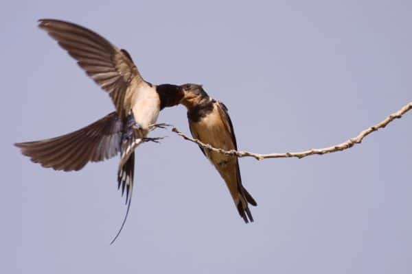 Aves raras. Los últimos temporales atraen “aves raras” a España
