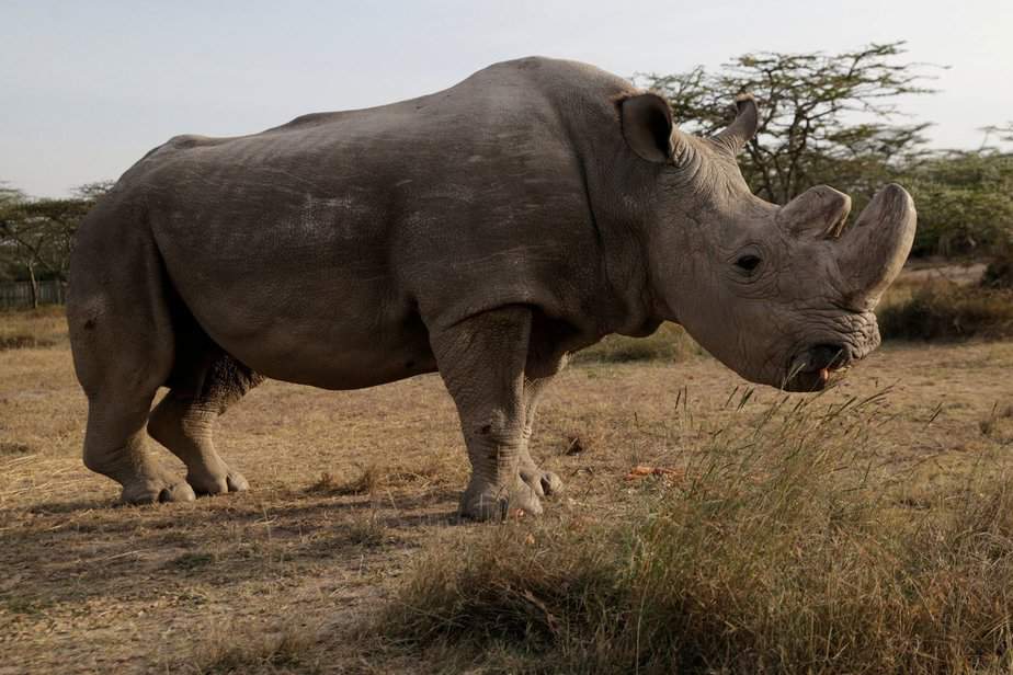 el último rinoceronte blanco