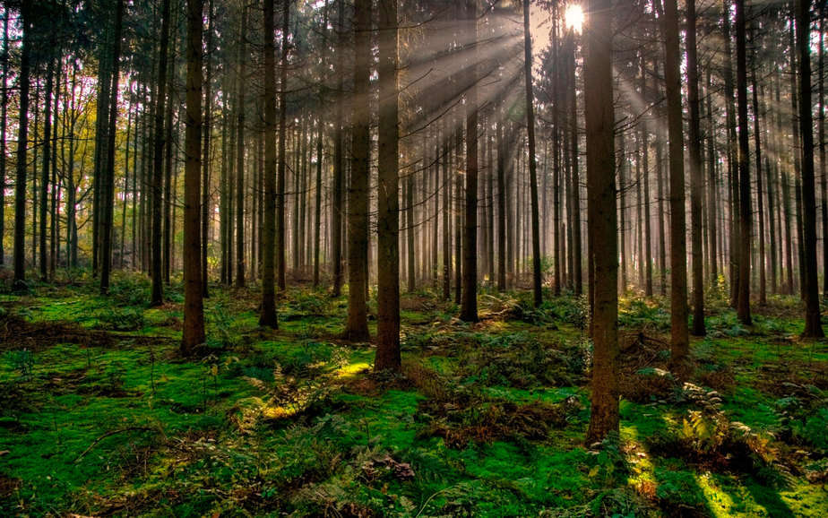 bosques europeos