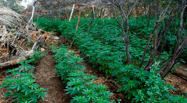 Plantación de marihuana antes de ser destruida por las autoridades en Sierra Juarez, México. Jul 16, 2018. REUTERS/Jorge Duenes
