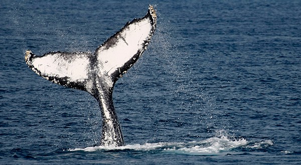 Japón reanudará la pesca comercial de ballenas a partir de julio de 2019, una vez culmine su acuerdo que lo mantiene atado a la Comisión Ballenera Internacional/Reuters