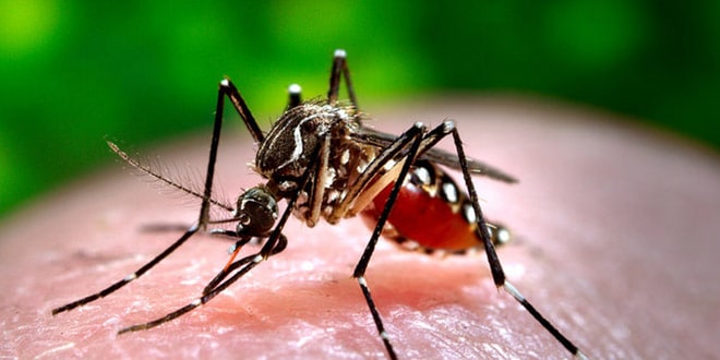 El virus del dengue es una infección transmitida por mosquitos que generalmente ocurre en las regiones tropicales y subtropicales del mundo. Foto: James Gathany