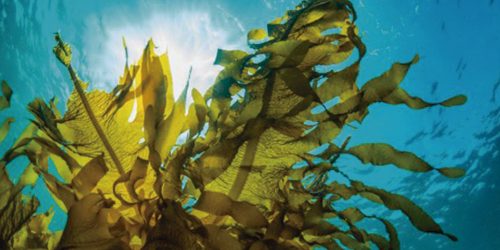 Científicos desarrollan biolpástico con algas marinas