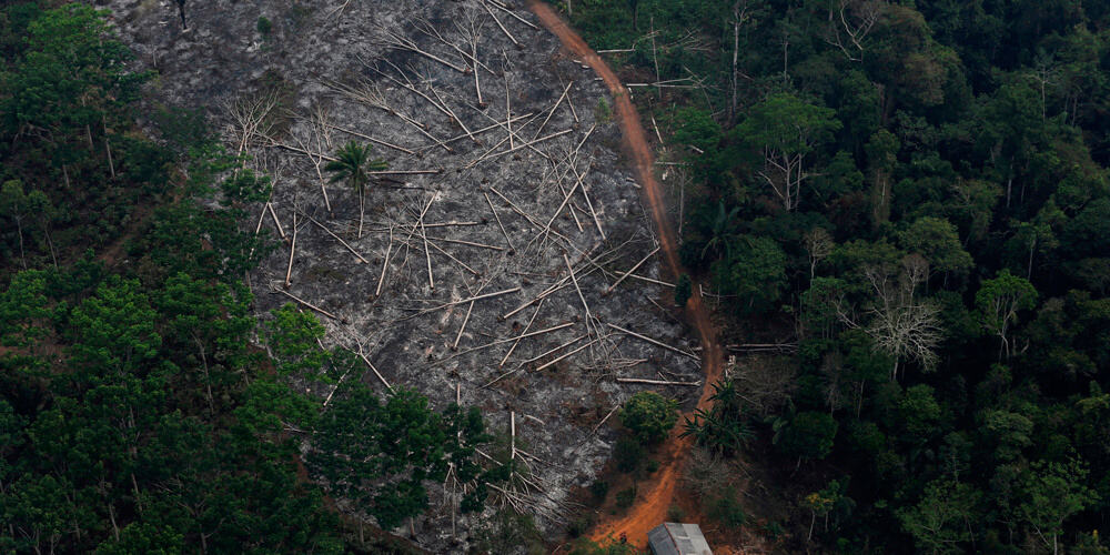 Las selvas brasileras se encuentran en peligro por terrible deforestación.