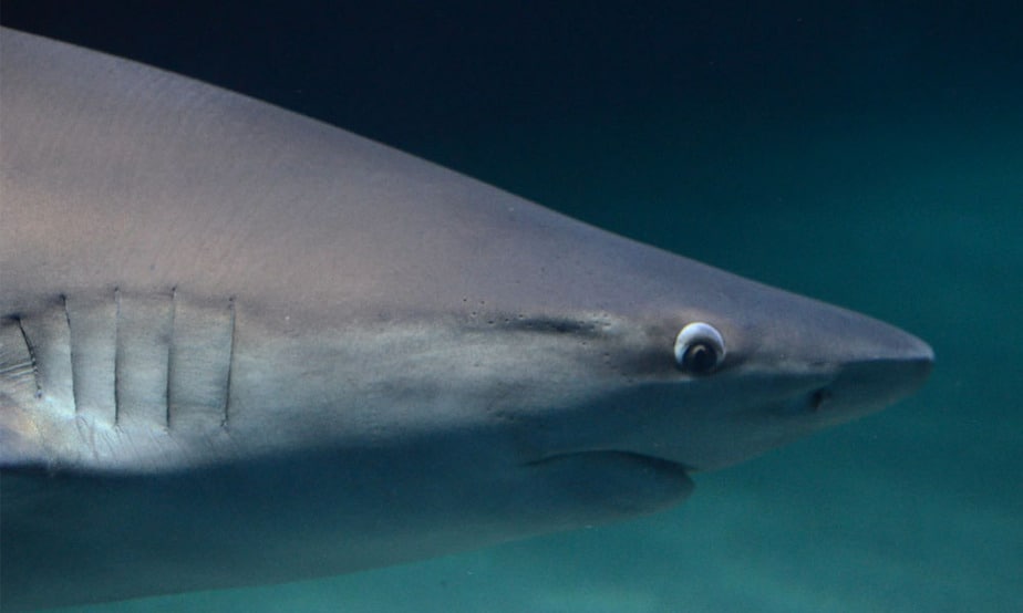 80 especies de tiburones y rayas del Mediterráneo están amenazadas
