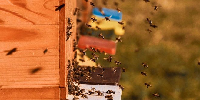 ¿Qué pasaría si desaparecen las abejas?