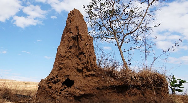 Las termitas subterráneas como las de Formosa, forman termiteros gigantes