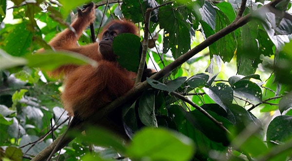 Hábitat-natural_orangután-de-Sumatra