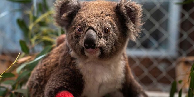 Koalas-en-peligro-de-extinción