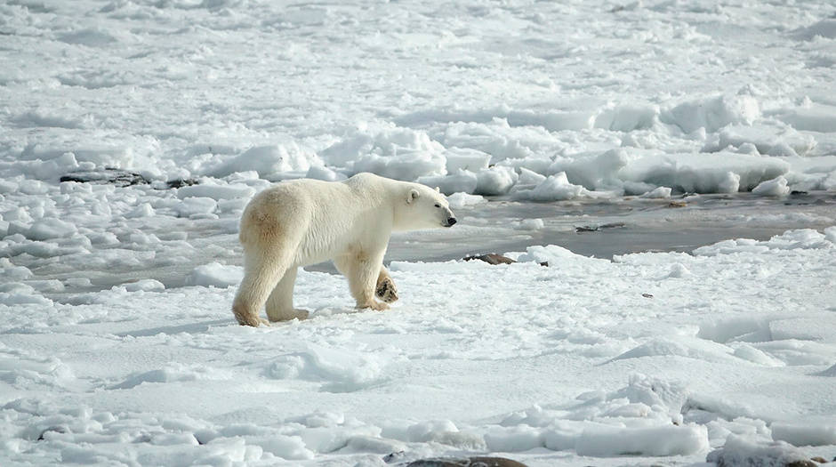 El deshielo y la pérdida de su hábitat están aumentando el canibalismo entre los osos polares/Pixabay