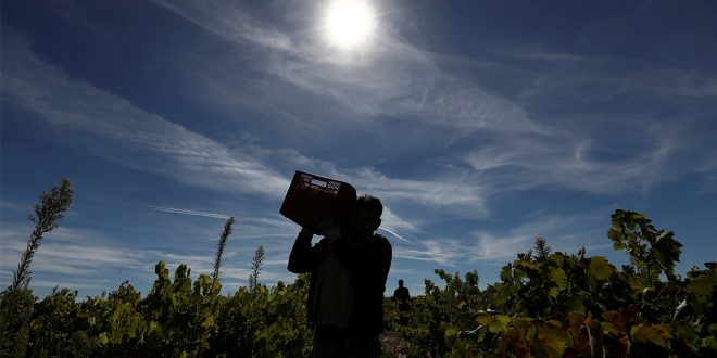 Un trabajador temporal de Bulgaria lleva una caja de uvas durante la cosecha en Moradillo de Roa, en el centro de España, el 2 de octubre de 2018. REUTERS / Sergio Perez