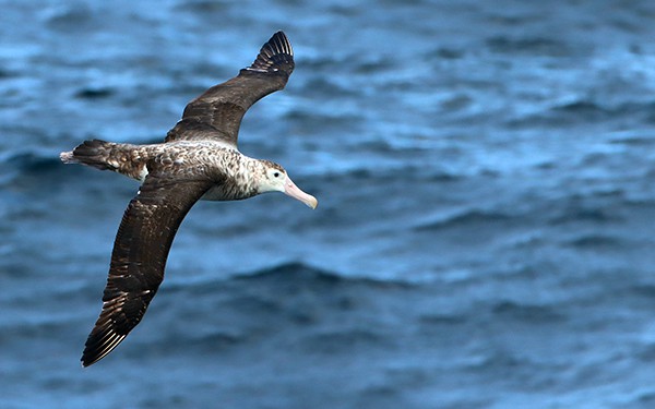 Albatros de las Antípodas