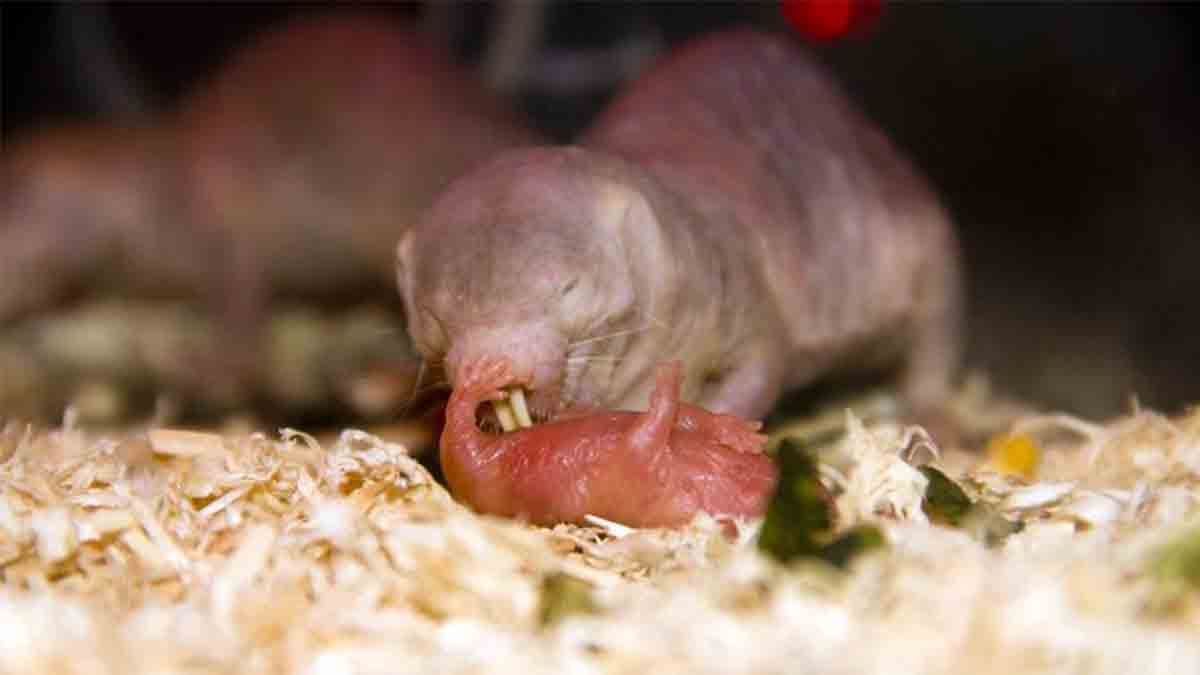 Una rata topo lamipiña cuidando a su cría. Imagen: Facebook de la Revista National Geographic en español