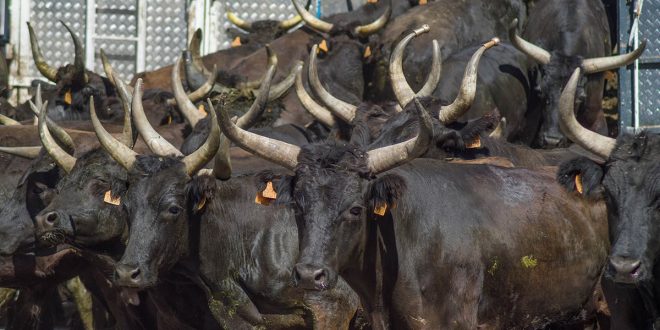 Ganaderos de bous al carrer: Compromís obliga a sacrificar 6.000 reses