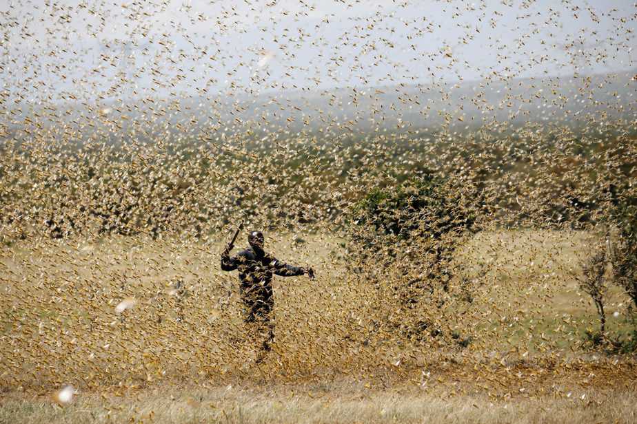 Las consecuencias de la plaga de langostas de Extremadura