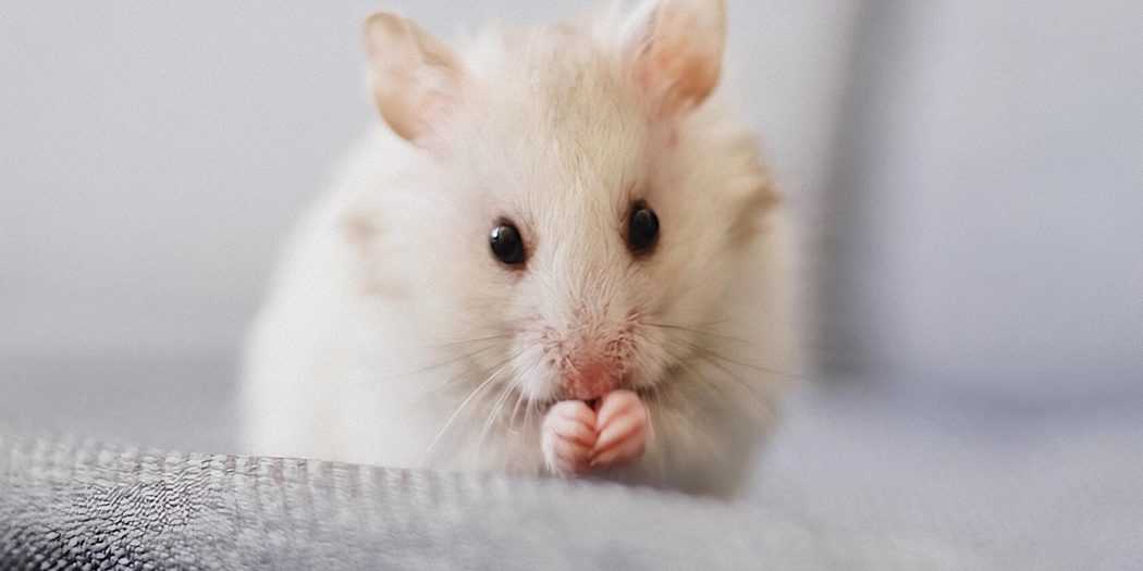 COVER-WEB-descubren-como-inducir-la-hibernacion-en-los-ratones