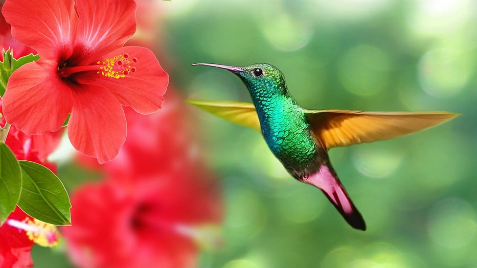 colibríes colores