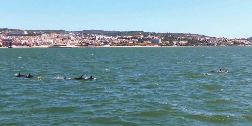 Delfines río Tajo Lisboa