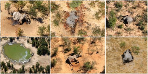 Una foto combinada muestra elefantes muertos en el Delta de Okavango, Botswana, mayo-junio de 2020