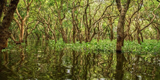 Día Internacional manglares