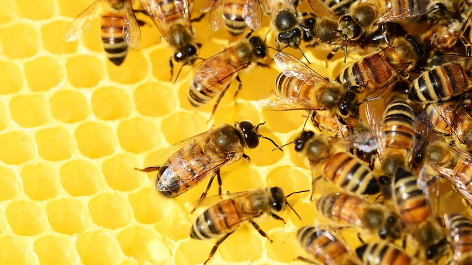 UE declive de las abejas