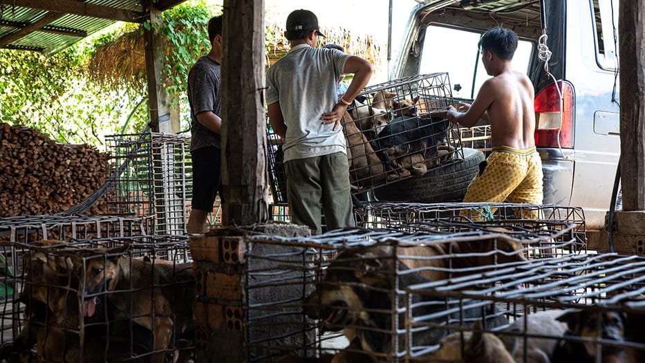 Camboya prohíbe carne de perro