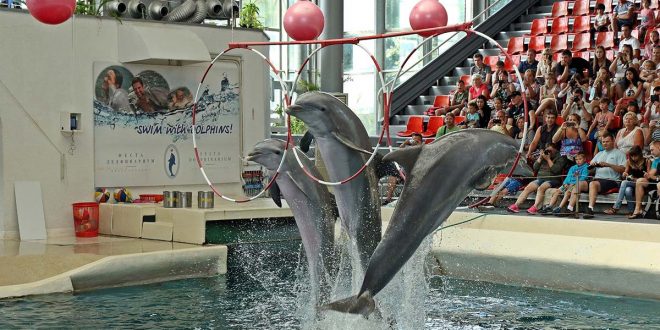 delfines-robots-ofrecen-la-libertad-a-los-cetaceos-en-cautiverio