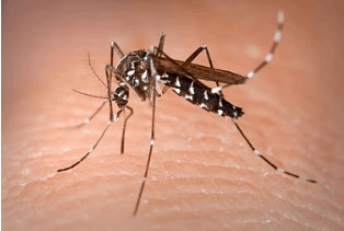 El mosquito tigre es vector en la transmisión de enfermedades como el dengue, el chikunguña y el zika.  Aunque no es endémico de Europa, se han reportado casos autóctonos en España. Foto: Wikipedia