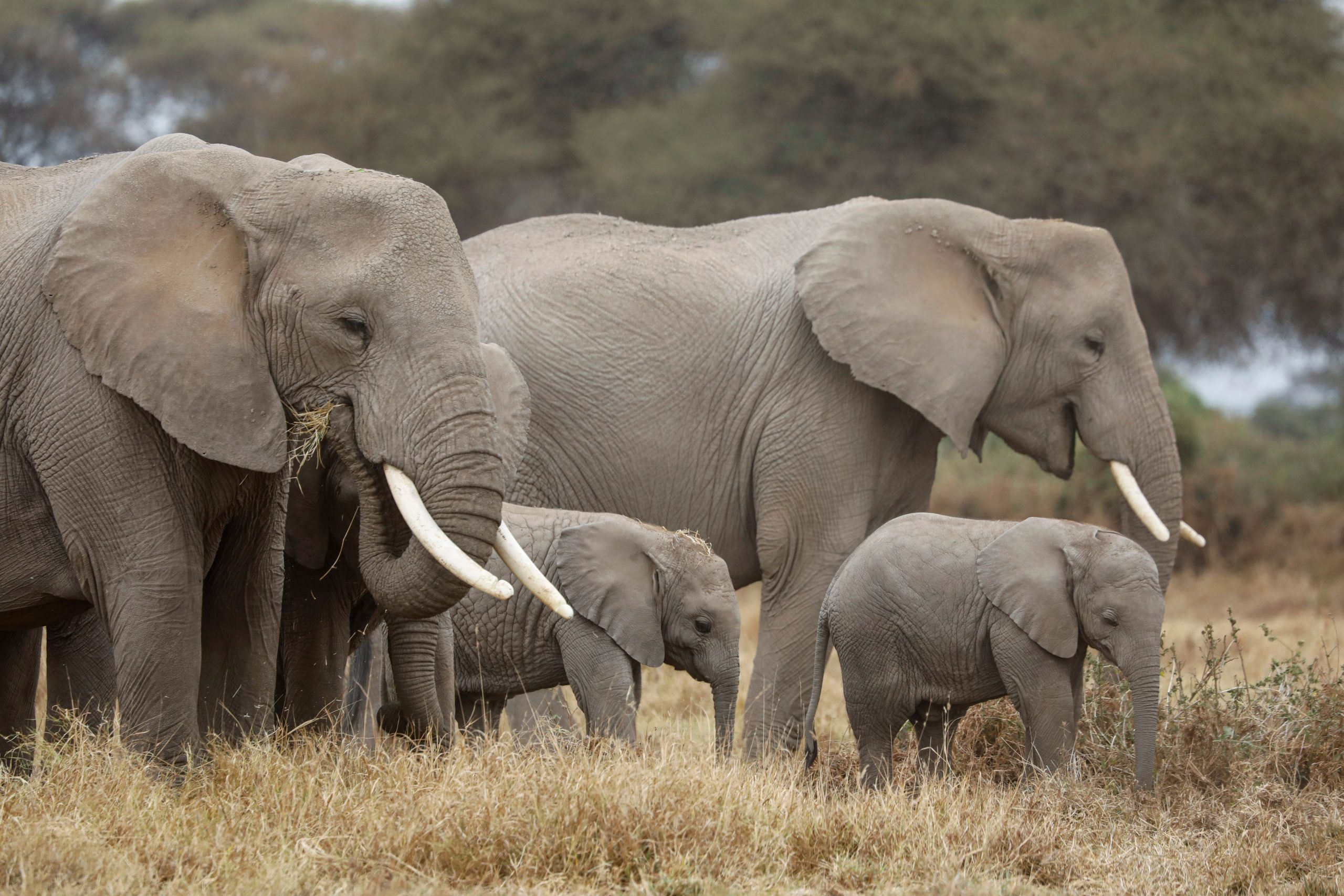 El elefante podría desaparecer para siempre: cada 15 minutos es asesinado  un ejemplar - Cambio16