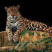 El jaguar es una especie amenazada. Partes como el cráneo, las patas, la carne, los colmillos, la piel, las garras son muy apetecidas, sobre todo por el mercado asiático, que aspira a sustituir al tigre asiático, en peligro de extinción. Los países de Suramérica con más jaguares, hasta 2018, eran Brasil con 86.834 ejemplares; Perú con 22.210; Colombia con 16.598 y Bolivia con 12.845. Imagen: Pixabay