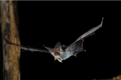 Tanto la Asociación Española para la Conservación y el Estudio de los Murciélagos como el Bat Conservation Trust, del Reino Unido, quisieron crear conciencia sobre el murciélago, una especie que, además de ser cazada por su piel y para el consumo humano, también ha sido señalada de transmitir el coronavirus SARS-CoV-2, que ocasionó la COVID-19. / Foto: Bat Conservation Trust