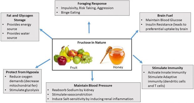 Consumo de fructosa presente en el azúcar / Estudio publicado en Evolution and Human Behavior