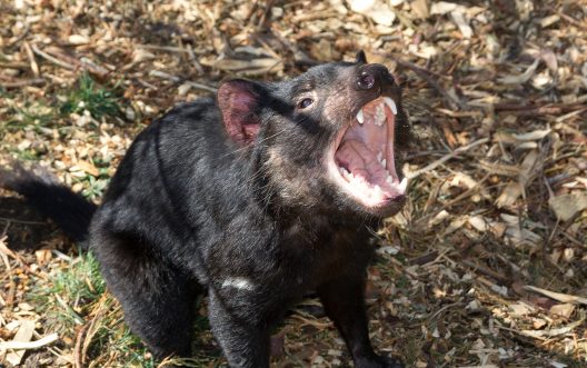 Demonio de Tasmania con la boca abierta / Pixabay