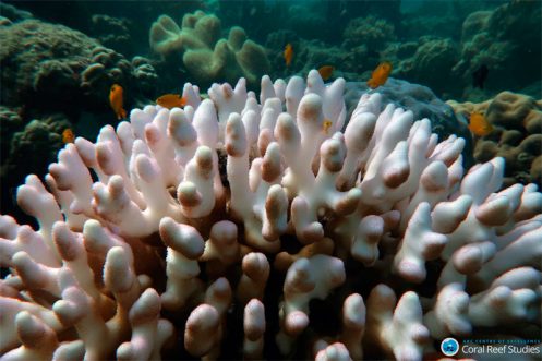 Ejemplo de blanqueamiento de coral / ARC Centre of Excellence for Coral Reef Studies