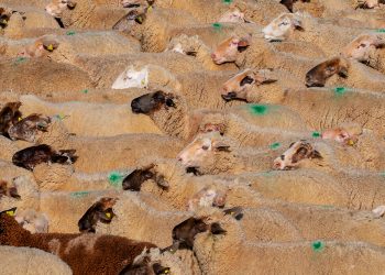 Mantener las razas de ganado autóctonas garantiza la biodiversidad / Imagen de Couleur en Pixabay