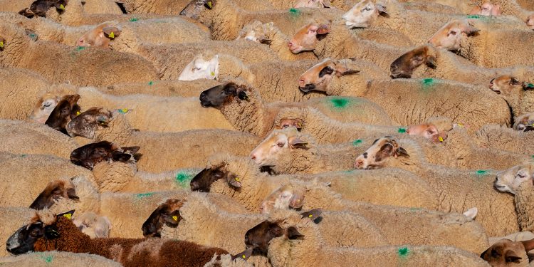 Mantener las razas de ganado autóctonas garantiza la biodiversidad / Imagen de Couleur en Pixabay